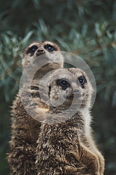 Vertical shot of two adorable meerkats on a branch in a zoo