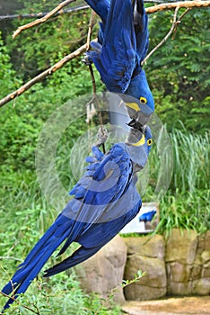 Vertical shot of two beautiful blue hyacinth macaw parrots (anodorhynchus hyacinthinus) kissing