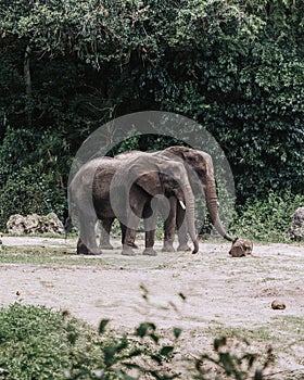 Vertical shot of two elephants in the forest