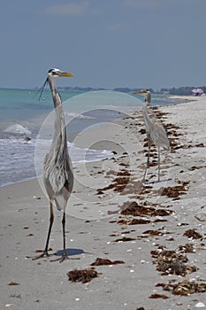 Vertical shot of two great blue herons on the beach near sea waves enjoying the warm weather