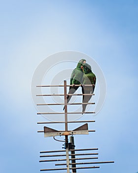 Vertical shot of two green parrots love each other.