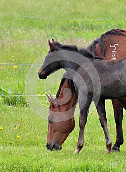 Vertical shot of two horses grazing on a green field