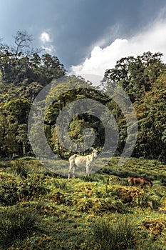 vertical shot of two horses in the middle of the tropical cloud forest on a cloudy day on the slopes of the Turrialba Volcano