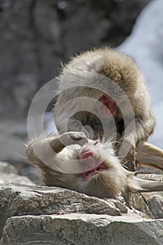 Vertical shot of two monkeys grooming each other on a stone