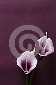 Vertical shot.Two purple callas on the dark violet surface