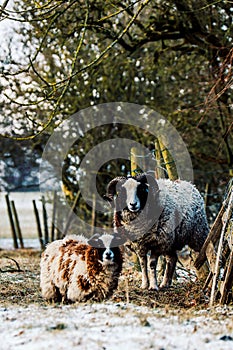 Vertical shot of two sheep looking at the camera.