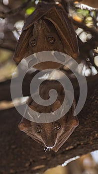 Vertical Shot of TwoEast African Epauletted Fruit Bats photo