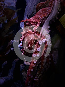 Vertical shot of an underwater Giant Pacific octopus in the dark