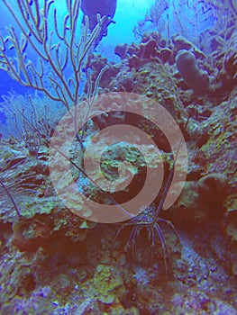 Vertical shot of underwater life in Belize Turneffe Atoll