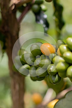 Vertical shot of unripe blooming coffee on the branches at daytime