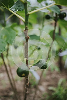 Vertical shot of unripe green figs growing on a tree