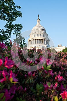 Vertical shot of the US Capitol behind a flower bush, Washington D.C., Maryland, USA