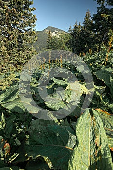 Vertical shot of Velky Krivan mountain in Mala Fatra national park with green leaves in the front. Summer vacation in