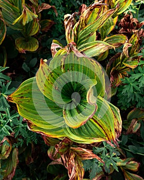 Vertical shot of a veratrum viride plant