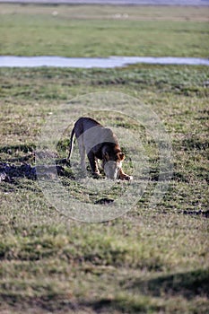 Vertical shot of a very skinny, starving male lion drinking water in a national park in Kenya