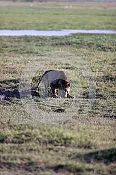 Vertical shot of a very skinny, starving male lion drinking water in a national park in Kenya