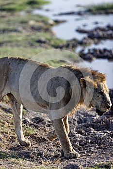 Vertical shot of a very skinny, starving male lion drinking water in a national park in Kenya