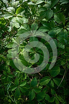 Vertical shot of Viginia Creeper and Poison Ivies