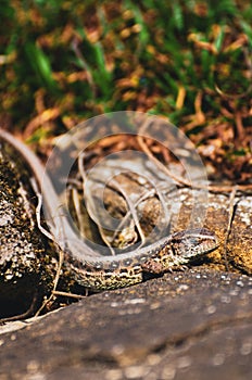 Vertical shot of Viviparous lizard on the stone surface on a sunny day