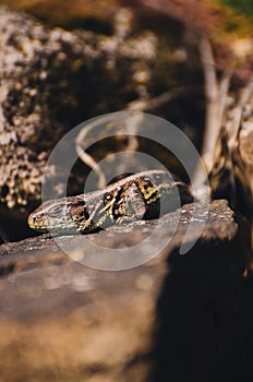 Vertical shot of Viviparous lizard on the stone surface on a sunny day