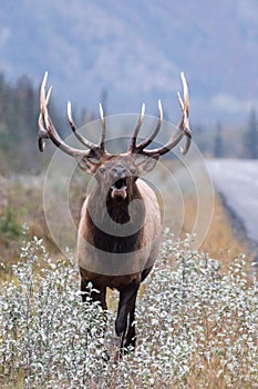 Vertical shot of a wapiti deer in a field