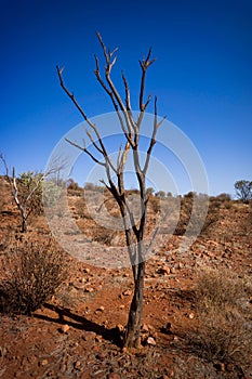 Vertical shot of a weathered tree in the deserted valley