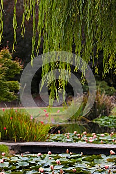 Vertical shot of weeping willow trees in the Mayfield garden