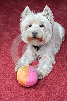 Vertical shot of West Highland White Terrier on red carpeted floor playing with a colorful ball