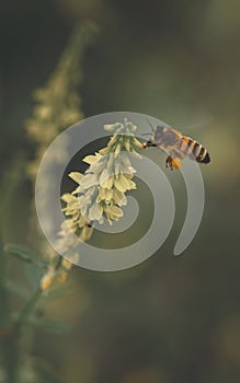 Vertical shot of Western honey bee on yellow sweetclover collecting nectar against blurry background