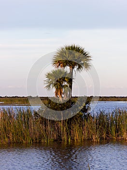 Vertical shot of a wetland with tall grass and palm trees in Everglades, Florida, USA
