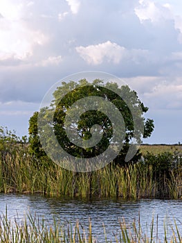 Vertical shot of a wetland with tall grass and tree in Everglades, Florida, USA