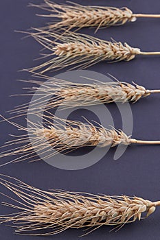 Vertical shot of wheat ear cereal grains isolated on black background.