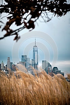 Vertical shot of wheat on the field with the South Manhattan skyline in the background