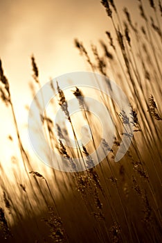 Vertical shot of a wheat spike field on a beautiful summer day