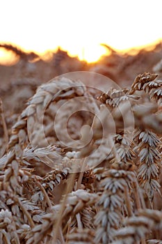 Vertical shot of wheat spike in the fields during sunset