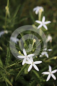 Vertical shot of white Arabian Jasmine flowers growing in the garden