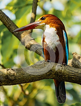 Vertical shot of White-bellied Kingfisher (Corythornis leucogaster) resting on the tree branch