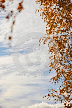 Vertical shot of white birch (Betula platyphylla) leaves in a park with a blue sky in the background