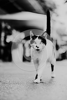 Vertical shot of a white and black cat walking outdoors in grayscale