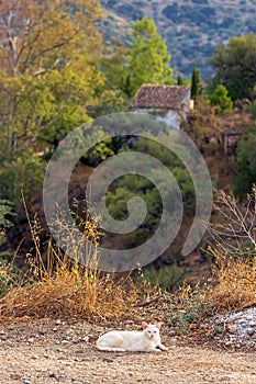 Vertical shot of a white cat in an Andalucian landscape