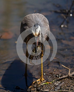 Vertical shot of a white-faced heron with a yabby lobster in its beak