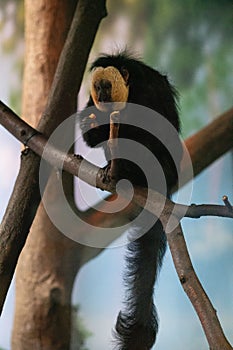 Vertical shot of a white-faced saki monkey on a wooden branch in a zoo