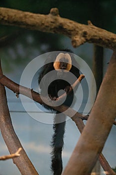 Vertical shot of a white-faced saki monkey on a wooden branch in a zoo