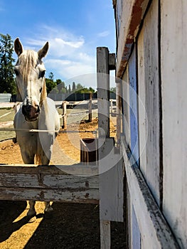 Vertical shot of a white horse in a farmland