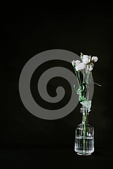Vertical shot of white long-stemmed roses in a glass vase in front of a black background