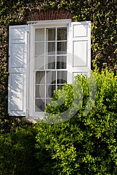 Vertical shot of a white rustic window of a cozy house covered in green plants