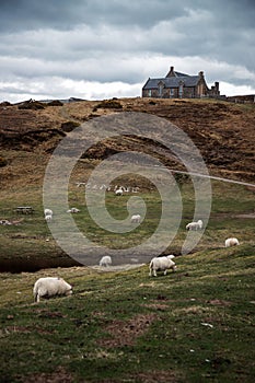 Vertical shot of white sheep pasturing on a field in Talmine Bay, Scotland