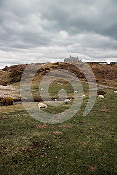 Vertical shot of white sheep pasturing on a field in Talmine Bay, Scotland