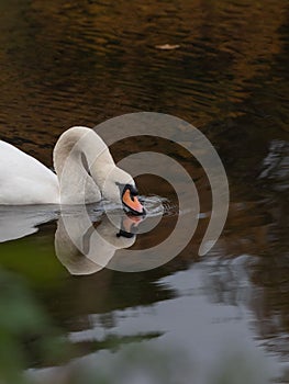 Vertical shot of a white swan fishing in a brown pond