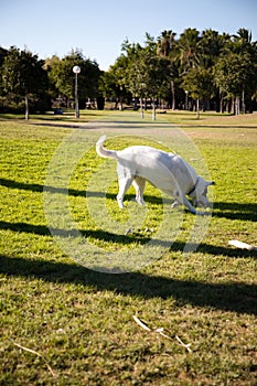 Vertical shot of a White Swiss Shepherd mixed with English pointer running on a green grass